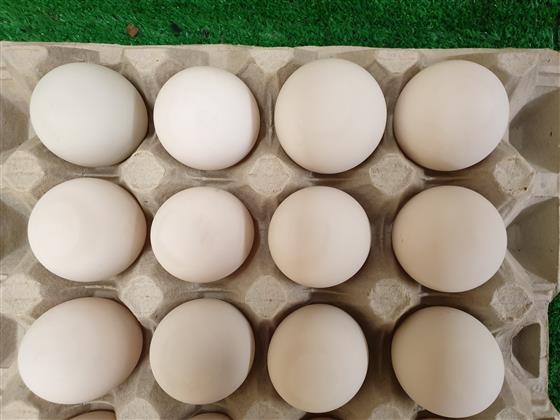 where to buy green egg near me